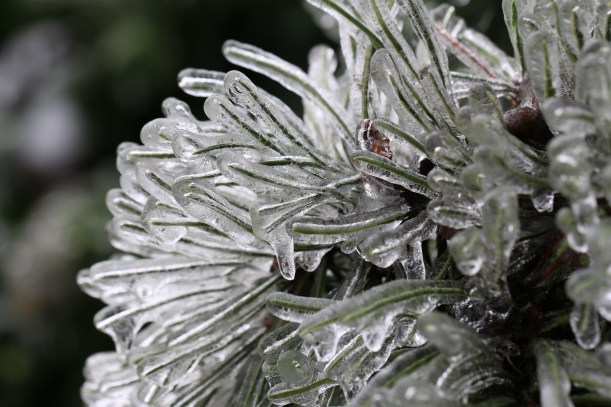 Frozen pine needles